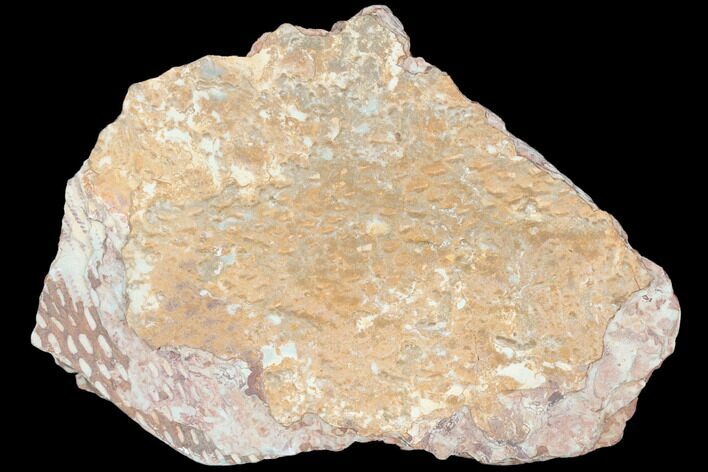 Ordovician Graptolite (Araneograptus) Plate - Morocco #126408